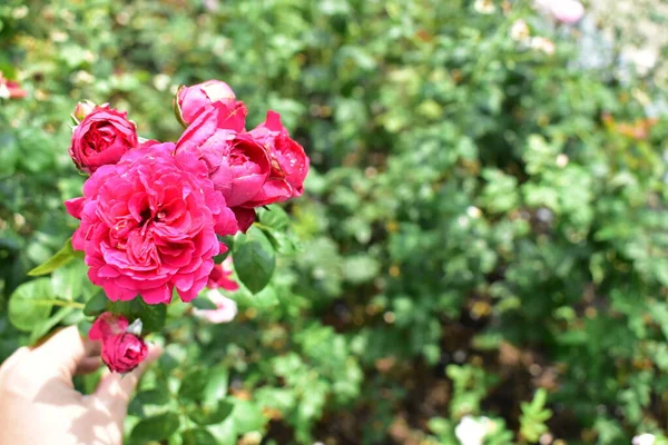 美しいピンクのバラはバラの庭に孤立し 近くに咲き 椿のバラ バレンタインのバラ 春の時間 バレンタインの背景 平和の概念 結婚式 幸せな誕生日のバラ — ストック写真