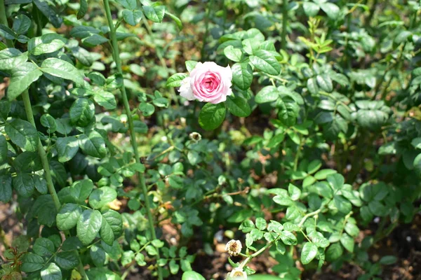 Schöne Pastellrosa Rose Isoliert Auf Rosengarten Nahaufnahme Blüte Blume Natur — Stockfoto