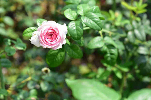 Bella Rosa Pastello Isolata Sul Roseto Ravvicinato Fiore Natura Rosa — Foto Stock