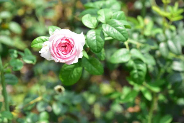 Rosa Pastel Bonita Rosa Isolado Jardim Rosas Close Flor Flor — Fotografia de Stock