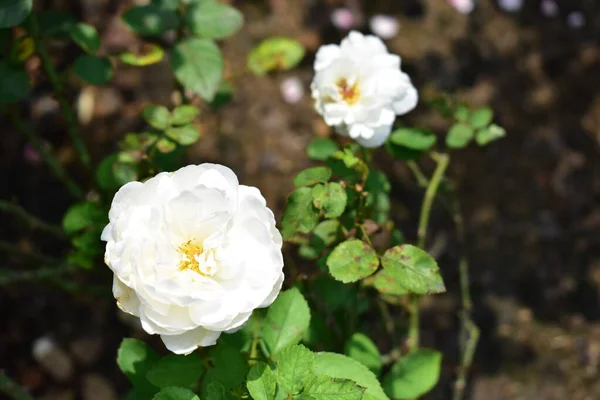 Gyönyörű Fehér Rózsa Kert Közelről Virágzás Virág Természet Kamélia Rózsa — Stock Fotó