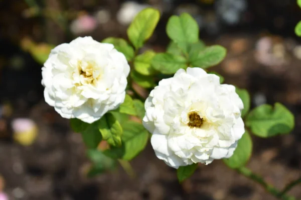 Hermoso Jardín Rosas Blancas Primer Plano Flor Flor Naturaleza Camelia — Foto de Stock