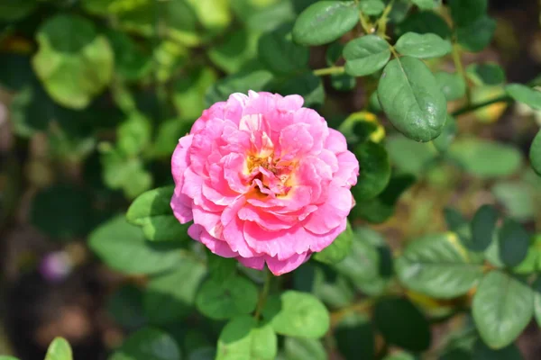 美丽的粉红玫瑰花园 茶花玫瑰 情人节玫瑰 情人节背景 和平观念 植物学 生日快乐的玫瑰 — 图库照片