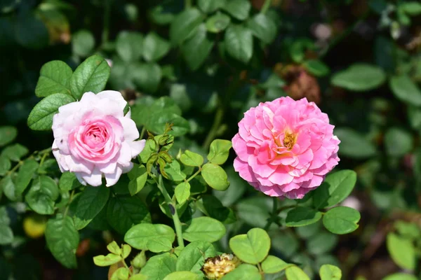 Schöner Pastellrosa Rosengarten Nahaufnahme Blüte Blume Natur Kamelienrose Valentin Rose — Stockfoto