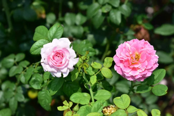 Linda Rosa Pastel Jardim Rosas Close Flor Flor Natureza Rosa — Fotografia de Stock