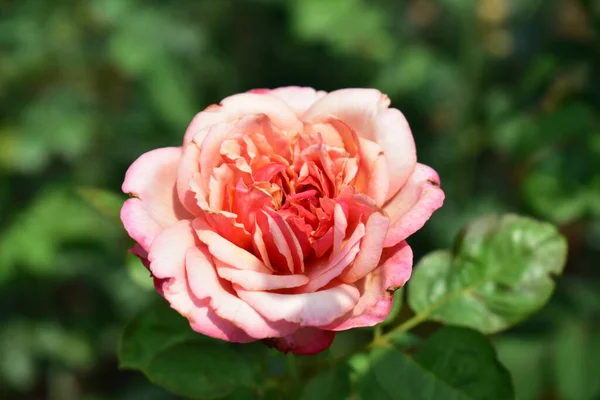 Belle Roseraie Rose Pastel Gros Plan Fleur Fleur Nature Rose — Photo