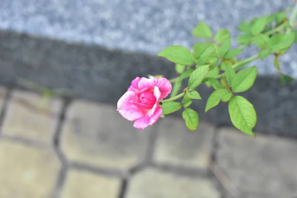 Piękny Pastelowy Różowy Ogród Różany Zbliżenie Kwiat Natura Kamelia Róża — Zdjęcie stockowe