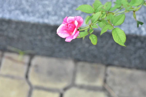 Gyönyörű Pasztell Rózsaszín Rózsa Kert Közelről Virágzás Virág Természet Kamélia — Stock Fotó