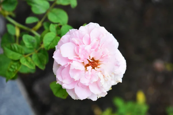 Красивий Пастельний Рожевий Сад Троянд Крупним Планом Квітка Природа Рожева — стокове фото