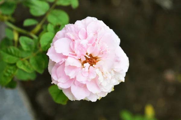 Rosa Pastel Bonita Rosa Isolado Jardim Rosas Close Flor Flor — Fotografia de Stock