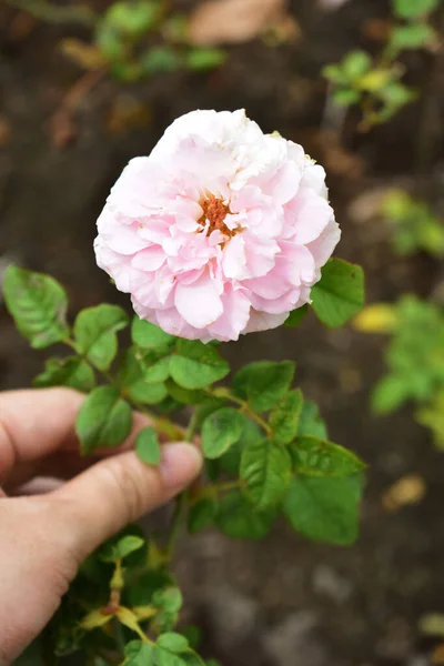 Rosa Pastel Bonita Rosa Isolado Jardim Rosas Close Flor Flor — Fotografia de Stock