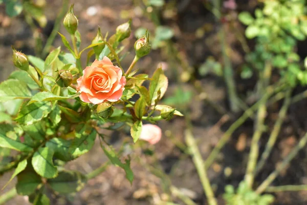 Bela Rosa Pastel Laranja Isolado Jardim Rosas Close Flor Flor — Fotografia de Stock