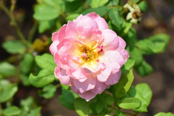 Belle Rose Pastel Isolée Sur Roseraie Gros Plan Fleur Nature — Photo
