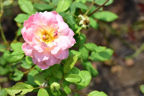 Beautiful red pink rose isolated on rose garden, close up, blossom, flower, nature, camellia rose, valentine rose, blossom, spring time, summer, valentine background, peace concept, botany, love, wedding, sunny, happy birthday roses