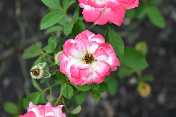 Beautiful red pink rose garden, close up, blossom, flower, nature, camellia rose, valentine rose, blossom, spring time, summer, valentine background, peace concept, botany, love, wedding, sunny, happy birthday roses