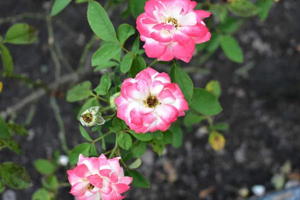 Gyönyörű Vörös Rózsaszín Rózsa Kert Közelről Virágzás Virág Természet Kamélia — Stock Fotó