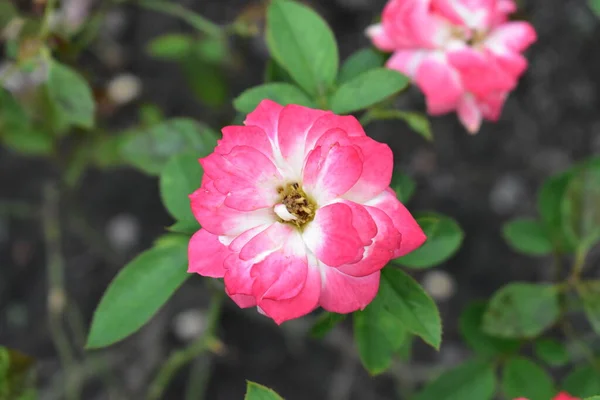 Красивий Червоно Рожевий Сад Троянд Крупним Планом Квітка Природа Рожева — стокове фото