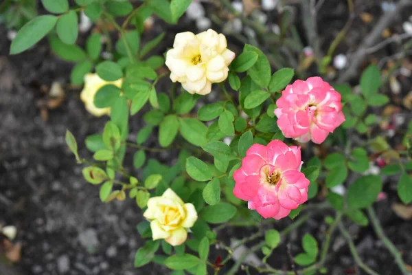 Beautiful Pastel Pink Yellow Rose Garden Close Blossom Flower Nature — Stock Photo, Image