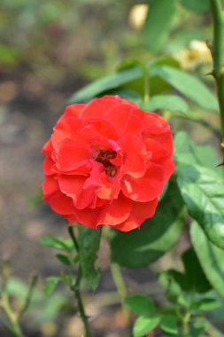 Güzel kırmızı gül bahçesi, kapat, çiçek, doğa, kamelya gülü, sevgililer günü gülü, çiçek, bahar zamanı, yaz, sevgililer günü arka planı, barış konsepti, botanik, aşk, düğün, güneşli, mutlu doğum günü gülleri.