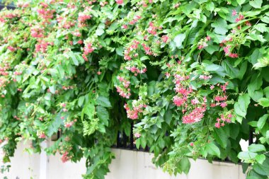 Combretum indicum ya da Rangoon Creeper veya Çin hanımeli veya Quisqualis indica veya Ceguk veya yeşil yapraklı Malatilata çiçekleri. Bitki bitkisel bir ilaç olarak kullanılır, bitkisel bitki, tropikal Asya 'ya özgü, bahar, çiçek, bariyer, çiçek duvarı