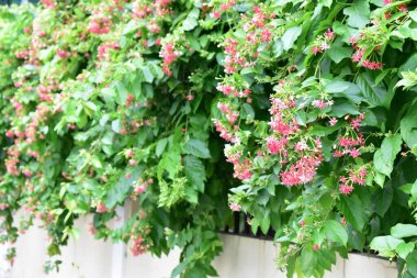 Combretum indicum ya da Rangoon Creeper veya Çin hanımeli veya Quisqualis indica veya Ceguk veya yeşil yapraklı Malatilata çiçekleri. Bitki bitkisel bir ilaç olarak kullanılır, bitkisel bitki, tropikal Asya 'ya özgü, bahar, çiçek, bariyer, çiçek duvarı