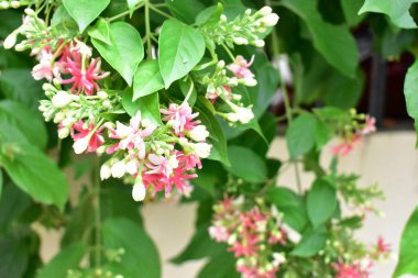 Combretum indicum ya da Rangoon Creeper veya Çin hanımeli veya Quisqualis indica veya Ceguk veya yeşil yapraklı Malatilata çiçekleri. Bitki bitkisel bir ilaç olarak kullanılır, bitkisel bitki, tropikal Asya 'ya özgü, bahar, çiçek, bariyer, çiçek duvarı