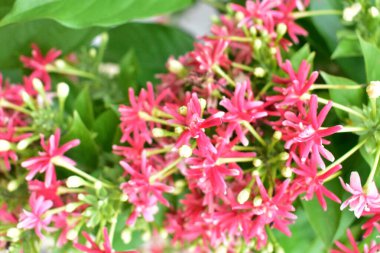 Combretum indicum ya da Rangoon Creeper veya Çin hanımeli veya Quisqualis indica veya Ceguk veya yeşil yapraklı Malatilata çiçekleri. Bitki bitkisel bir ilaç olarak kullanılır, bitkisel bitki, tropikal Asya 'ya özgü, bahar, çiçek, bariyer, çiçek duvarı