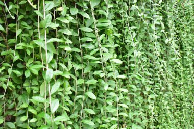 Yapraklar duvar, güneşli, güneş ışığı, botanik, taze, yeşil, eko yeşil, çevre dostu, yeşil çevre, çevre koruma, yeni yaşam tarzı, bitki, dekorasyon, dış kapı, mimari, botanik bahçesi, doğa, huzurlu koku