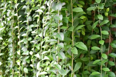 Yapraklar duvar, güneşli, güneş ışığı, botanik, taze, yeşil, eko yeşil, çevre dostu, yeşil çevre, çevre koruma, yeni yaşam tarzı, bitki, dekorasyon, dış kapı, mimari, botanik bahçesi, doğa, huzurlu koku