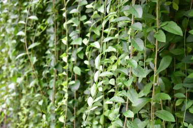 Yapraklar duvar, güneşli, güneş ışığı, botanik, taze, yeşil, eko yeşil, çevre dostu, yeşil çevre, çevre koruma, yeni yaşam tarzı, bitki, dekorasyon, dış kapı, mimari, botanik bahçesi, doğa, huzurlu koku