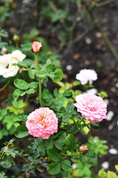 Όμορφο Παστέλ Ρόδινο Κήπο Κοντά Άνθος Λουλούδι Φύση Τριαντάφυλλο Καμέλιας — Φωτογραφία Αρχείου