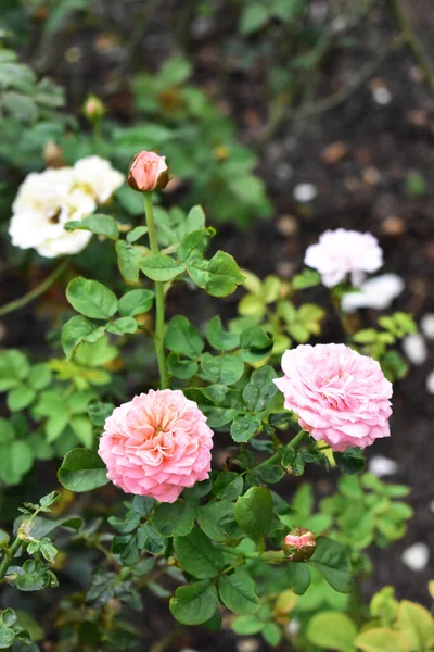 Hermoso Jardín Rosa Pastel Primer Plano Flor Flor Naturaleza Camelia — Foto de Stock