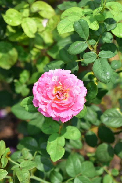 Schöner Pastellrosa Rosengarten Nahaufnahme Blüte Blume Natur Kamelienrose Valentin Rose — Stockfoto