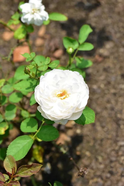 Piękny Biały Ogród Różany Zbliżenie Kwiat Kwiat Natura Kamelia Róża — Zdjęcie stockowe
