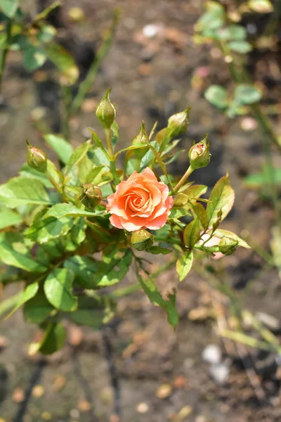 Belo Jardim Rosas Pastel Laranja Close Flor Flor Natureza Rosa — Fotografia de Stock