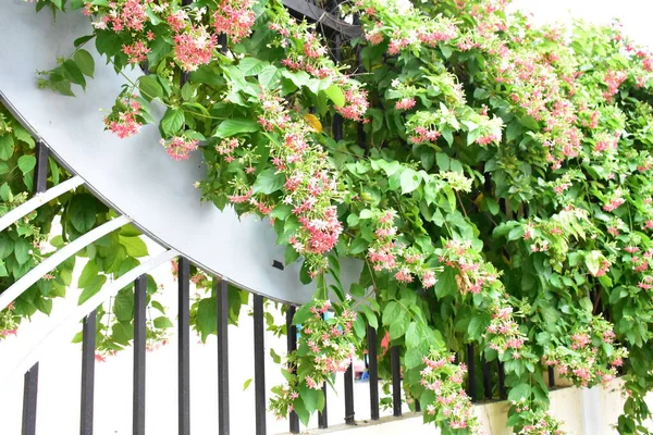 Combretum indicum ya da Rangoon Creeper veya Çin hanımeli veya Quisqualis indica veya Ceguk veya yeşil yapraklı Malatilata çiçekleri. Bitki bitkisel bir ilaç olarak kullanılır, bitkisel bitki, tropikal Asya 'ya özgü, bahar, çiçek, bariyer, çiçek duvarı