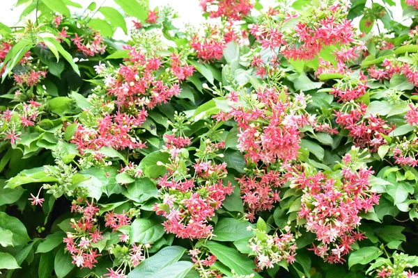 Combretum Indicum Rangoon Rampant Chèvrefeuille Chinoise Quisqualis Indica Fleurs Ceguk — Photo