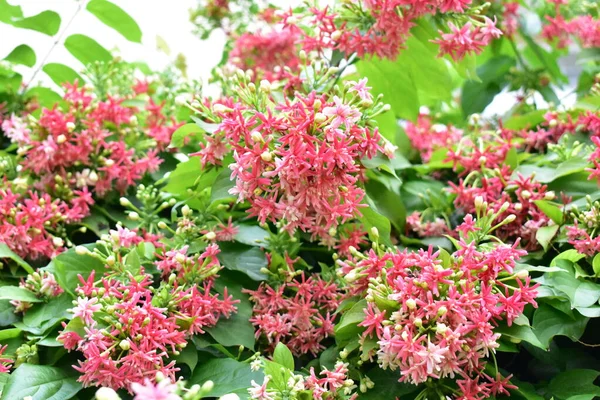 Combretum Indicum Rangoon Creeper Caprifoglio Cinese Quisqualis Indica Fiori Ceguk — Foto Stock