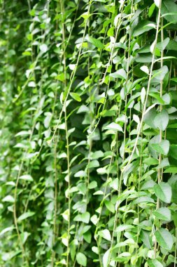 Yapraklar duvar, güneşli, güneş ışığı, botanik, taze, yeşil, eko yeşil, çevre dostu, yeşil çevre, çevre koruma, yeni yaşam tarzı, bitki, dekorasyon, dış kapı, mimari, botanik bahçesi, doğa, huzurlu koku