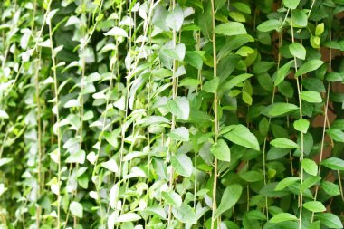 Yapraklar duvar, güneşli, güneş ışığı, botanik, taze, yeşil, eko yeşil, çevre dostu, yeşil çevre, çevre koruma, yeni yaşam tarzı, bitki, dekorasyon, dış kapı, mimari, botanik bahçesi, doğa, huzurlu koku