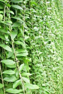 Yapraklar duvar, güneşli, güneş ışığı, botanik, taze, yeşil, eko yeşil, çevre dostu, yeşil çevre, çevre koruma, yeni yaşam tarzı, bitki, dekorasyon, dış kapı, mimari, botanik bahçesi, doğa, huzurlu koku