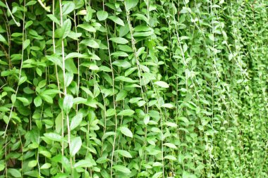 Yapraklar duvar, güneşli, güneş ışığı, botanik, taze, yeşil, eko yeşil, çevre dostu, yeşil çevre, çevre koruma, yeni yaşam tarzı, bitki, dekorasyon, dış kapı, mimari, botanik bahçesi, doğa, huzurlu koku