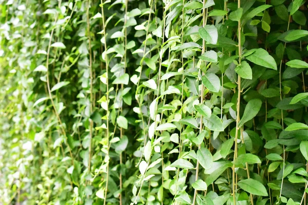 Стена Листьев Солнечный Солнечный Свет Ботаника Свежая Зеленая Экозеленая Экологически — стоковое фото