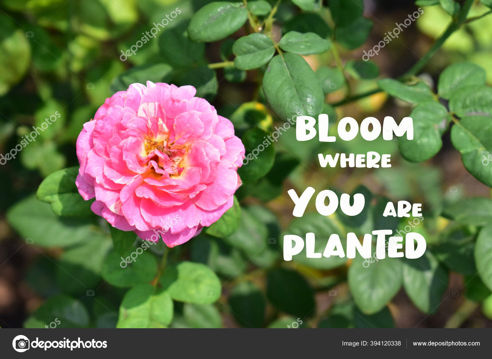 Bloom Vous Etes Plante Rose Citation Fond Belle Roseraie Rose Image Libre De Droit Par Yenhoang1804 C Bloom Vous Etes Plante Rose Citation Fond Belle Roseraie Rose Image Libre De Droit Par Yenhoang1804 C