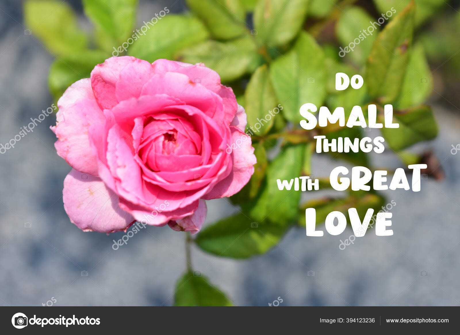 Small Things Great Love Quote Rose Background Beautiful Pastel Rose — Stock  Photo © YenHoang1804 #394123236, image size:1600x1167