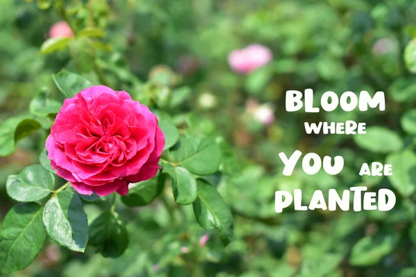 Floración Donde Plantan Rosa Citar Fondo Hermoso Jardín Rosa Pastel — Foto de Stock