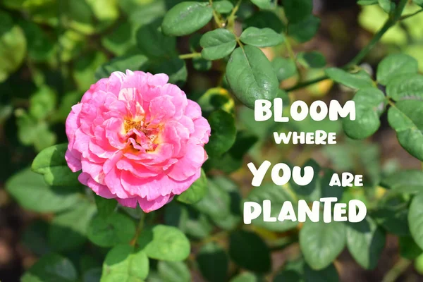 Blommar Där Planteras Ros Citat Bakgrund Vacker Pastell Rosa Ros — Stockfoto