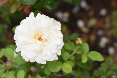 Bahçede güzel beyaz güller, kapanış, bahar, çiçek, çiçek, koyu yeşil arka planda izole gül ve güneş ışığı sabahı, botanik, bitki