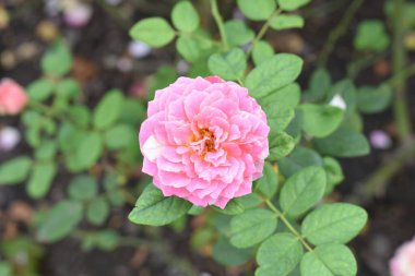 Pembe gül arka planı. Güzel pastel gül bahçesi, yakın plan, çiçek, doğa, kamelya gülü, sevgililer günü gülü, çiçek, bahar zamanı, yaz, botanik, meditasyon, huzur, farkındalık, tefekkür