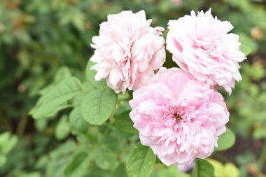 Pembe gül arka planı. Güzel pastel gül bahçesi, yakın plan, çiçek, doğa, kamelya gülü, sevgililer günü gülü, çiçek, bahar zamanı, yaz, botanik, meditasyon, huzur, farkındalık, tefekkür